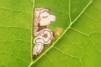Stigmella tiliae