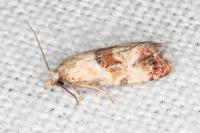 Neocochylis millierana