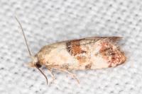 Neocochylis millierana