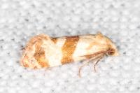 Phalonidia contractana