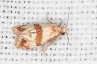 Phalonidia contractana