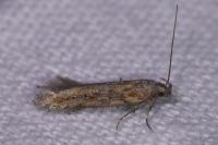 Scrobipalpa