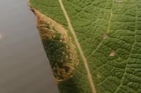 Phyllonorycter dubitella