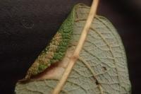 Phyllonorycter dubitella