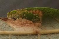 Phyllonorycter dubitella