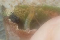 Phyllonorycter dubitella