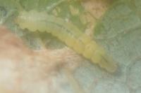 Phyllonorycter dubitella