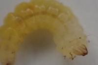 Phyllonorycter dubitella