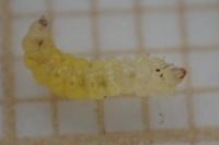 Phyllonorycter dubitella