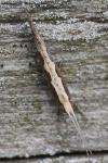 Plutella xylostella