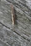 Plutella xylostella