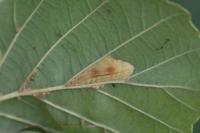 Phyllonorycter rajella