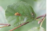 Phyllonorycter rajella