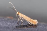 Phyllonorycter messaniella