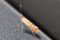 Phyllonorycter messaniella