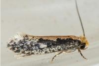 Monopis crocicapitella