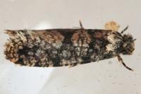 Morophaga morella