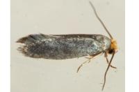 Cephimallota crassiflavella