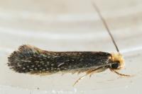 Monopis imella