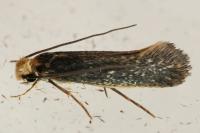 Monopis imella