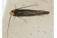 Monopis imella