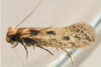 Anomalotinea liguriella