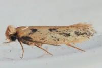 Anomalotinea liguriella