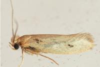 Anomalotinea liguriella