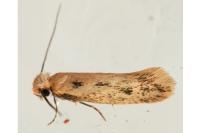 Anomalotinea liguriella