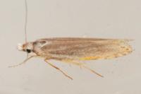 Coleophora