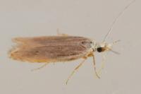 Coleophora