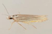 Coleophora