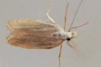 Coleophora