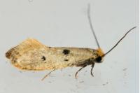 Tinea trinotella