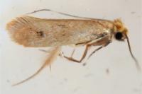 Tinea