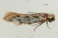 Tinea