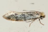 Tinea