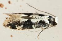 Neurothaumasia ankerella