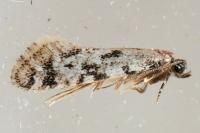 Nemapogon