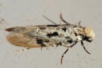 Nemapogon