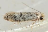 Infurcitinea