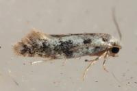 Infurcitinea