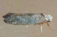 Paraswammerdamia