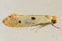 Tinea trinotella