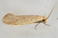 Myrmecozela ataxella