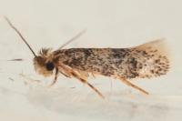 Tinea