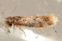 Tinea