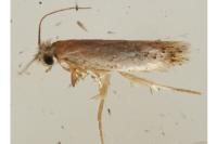 Tinea