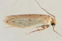 Tinea