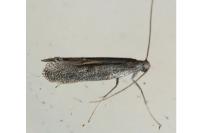 Tinagma ocnerostomella